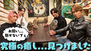 【すのちゅーぶ】フクロウカフェ町田「Rapace」予約方法は？SnowManロケ地