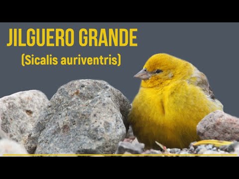 Šafranka zlatobruchá (Sicalis auriventris) — video o speve a chove