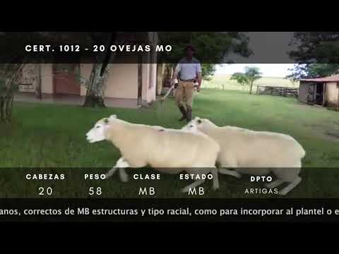 Lote 20 Ovejas M.O. Texel 58kg -  en Yacaré - a 40km del 108 de ruta 30