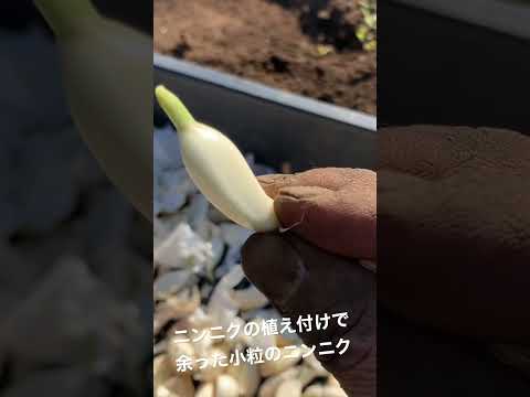 ゾウニンニク 植物