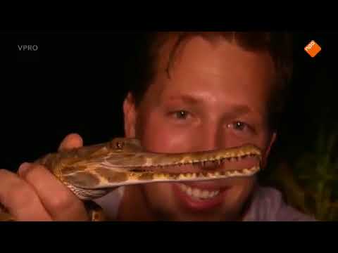 Freeks wilde wereld   Miljoenpoot en groene boomhagedis en valse gaviaal