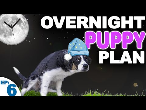 YouTube video about: What time to take dog out at night?
