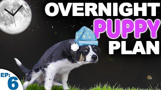 Puppy Potty Training At Night WITHOUT Setting An Alarm!
