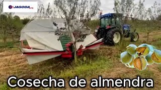 R&eacute;colteuse &agrave; baies Jagoda Tree Shaker Machine GACEK neuve | Image 7 - Agroline