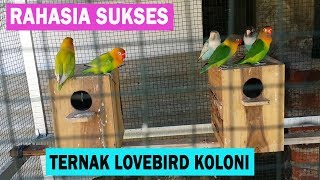 Download lagu Ternak Lovebird Koloni - Rahasia Agar Cepat Bertelur mp3