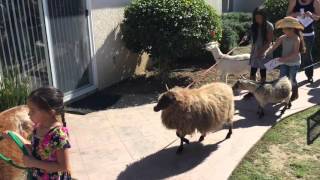 Adelle's Birthday with mobile petting zoo