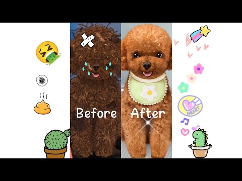 ASMR, 🐕Dog found in garbage || Found the dirty dog and clean to be a very cute 🐶puppy || Pet dog.