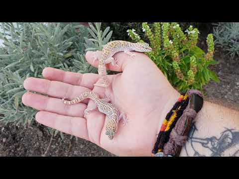 Coleonyx variegatus (abbotti)