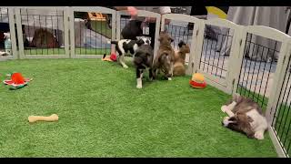 Video preview image #1 Mutt Puppy For Sale in Sanford, FL, USA