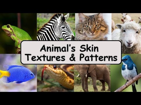 Animal Skin Textures and Patterns | Know about Animals | Educational Videos | Kidskonnect 🌟