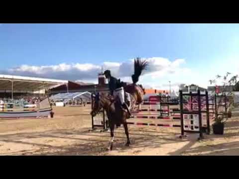Bertram Allen & Calafrieda jumping in the #REDMILLS 7&8yo International Class Dublin Horse Show