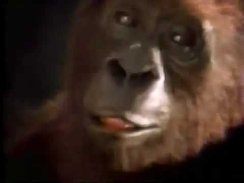 1995 Pepsi Commercial: Gorilla Wants a Pepsi - Aired June 1995