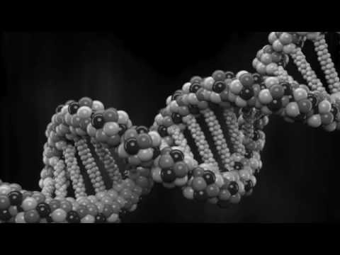 Operon-Modell Song mit Video