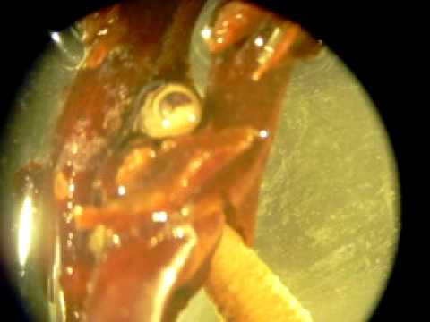 download lagu mp3 mp4 Peanut Worms For Sale, download lagu Peanut Worms For Sale gratis, unduh video klip Peanut Worms For Sale