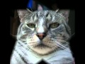 Tabby Cat Attack
