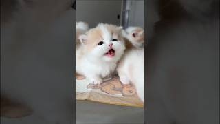 Download lagu So Cute! 😻 Kompilasi Kucing Lucu & Gemes Bikin Mood Auto Happy 🐱✨ #cat #cute #kucing mp3