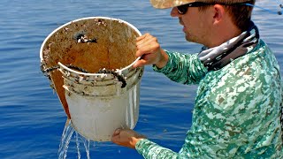 Dolphin, Tripletail and Triggerfish - Deep Sea Fishing