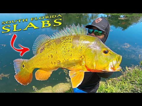 South Florida Slabs! BEST Peacock Bass Fishing in Miami