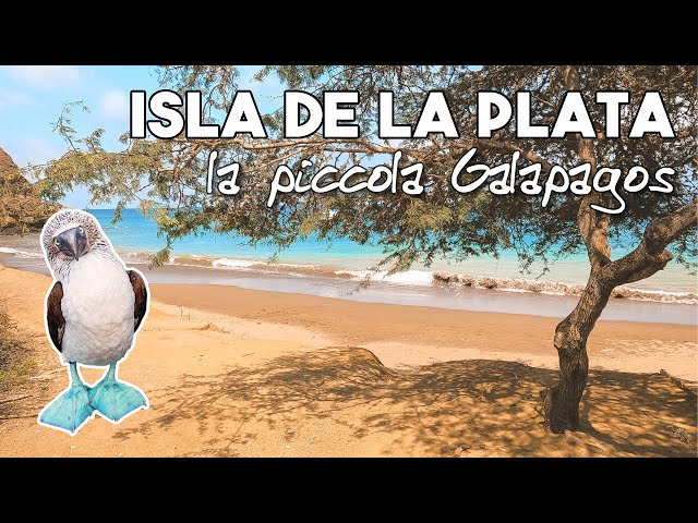 Isla de la Plata: scopriamo la terra della Sula piedi azzurri 