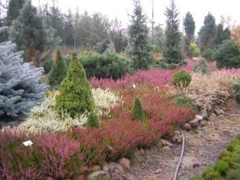 Wrzosowisko w ogrodzie