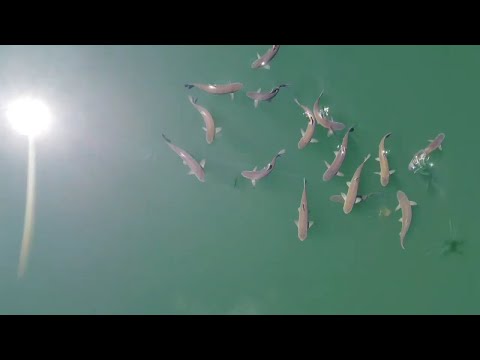 Na hřbetech amurů #1- Lov amura z hladiny bez háčku