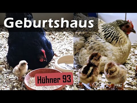 Küken schlüpfen & Ausmisten in der Glucken WG🐣 #Hühner 93