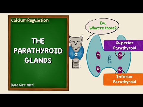 The Parathyroid Glands | Structure and Function | Histology | Endocrine Physiology