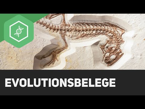 Evolutionsbelege