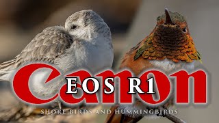 Canon R1 in sand, shore birds and hummingbirds
