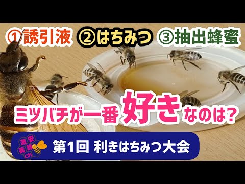 野生のミツバチのための 3 つの簡単な営巣補助具 トピックス