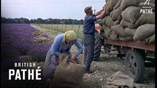 Lavender Farm (1962)