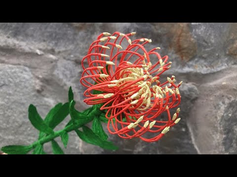 ABC TV | How To Make Leucospermum Paper Flower From Crepe Paper #1 - Craft Tutorial
