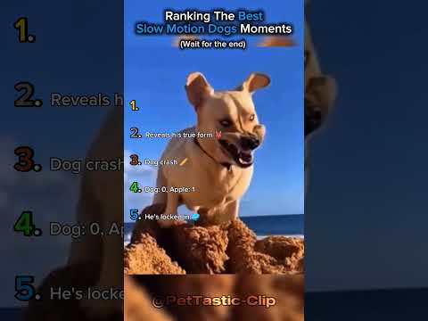 Ranking The Best Slow Motion Dogs Moments