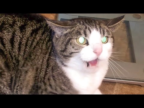 Angry and Aggressive Cats Hissing Compilation - Growling, Hissing and Claw || PETASTIC 🐾