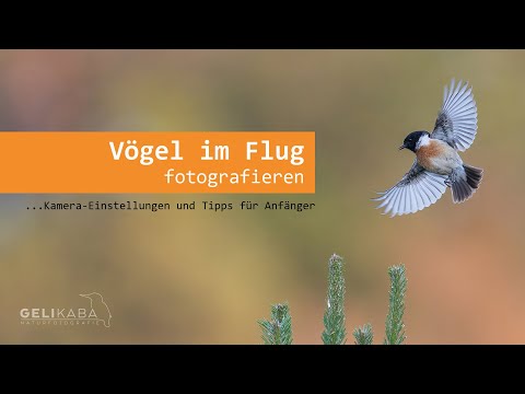 Vögel im Flug fotografieren - Kameraeinstellungen und Tipps für Anfänger. Tutorial