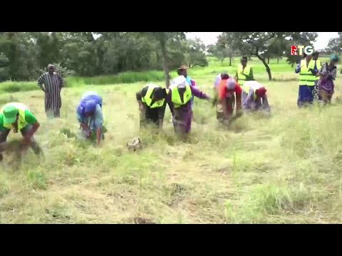 CULTURE DU FONIO A KEROUANE. RTG GUINEE 224