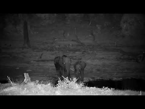 Djuma: Two Elephants-mother and young drink at pan - 18:54 - 11/09/2022