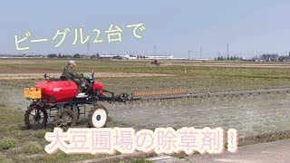 【大豆】ビーグル2台で除草剤！【盈科】