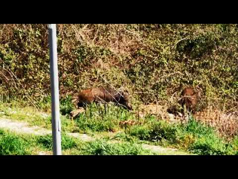 Frosinone - Cinghiali a spasso in centro: pericolo per cittadini e auto. La rabbia dei residenti