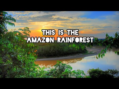 This is the Amazon 🌴 | Rainforest Tours Brazil 🇧🇷 | Off Roads Travel