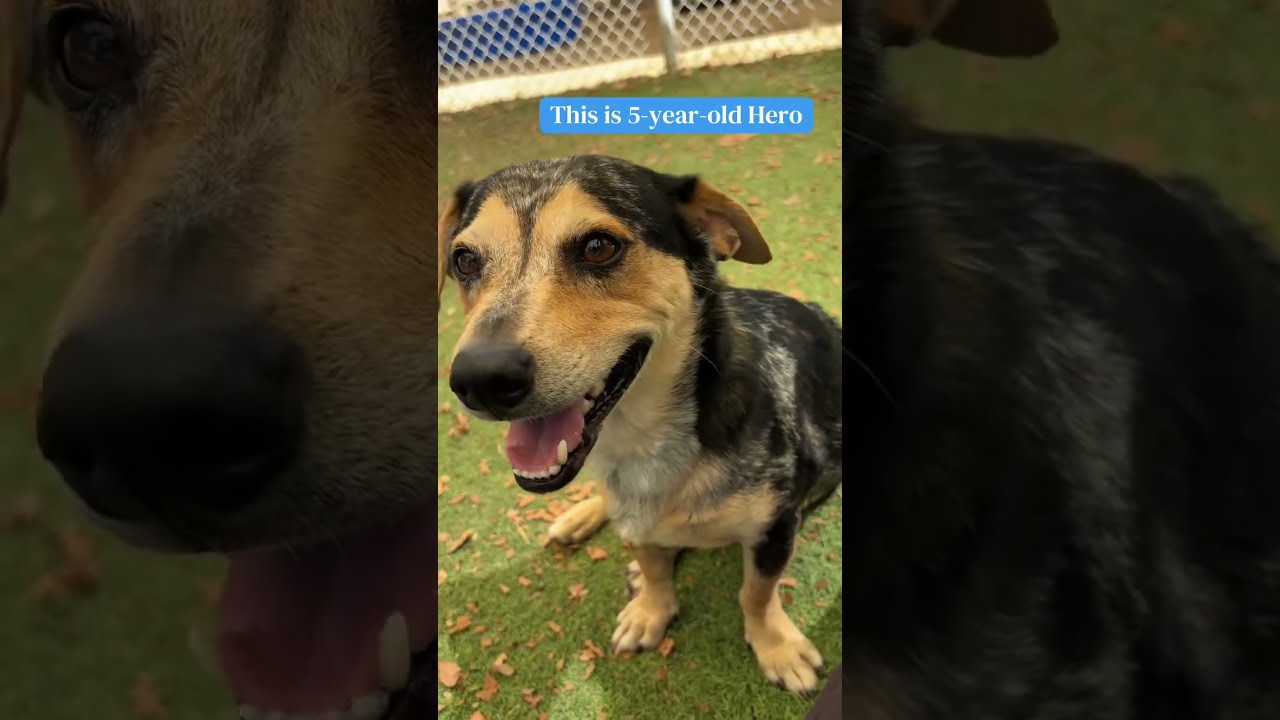 Hero, a Adoptable Hound in Ojai, CA video 6/6