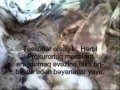 (18+ VIDEO) AZƏRBAYCAN ƏSGƏRİ İ.İBAYEVİN ...