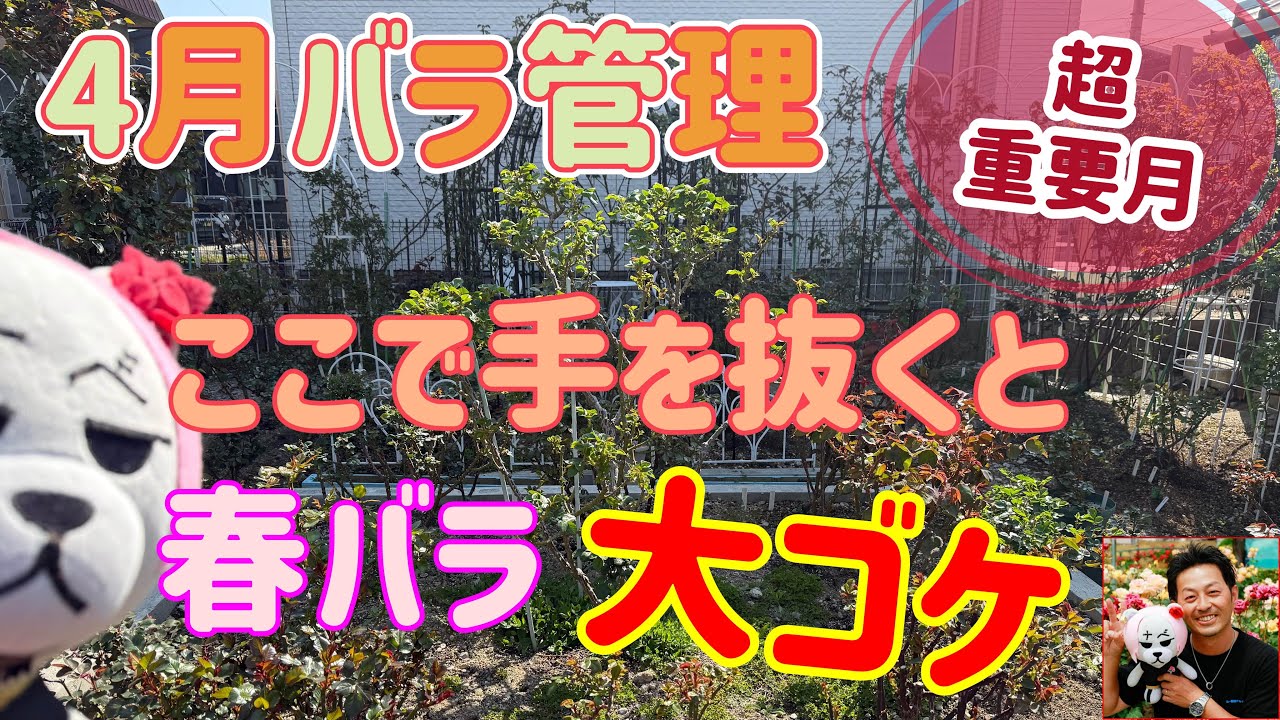 大コケ注意‼️【4月バラ管理】ここで手を抜いてはダメです😊🐻