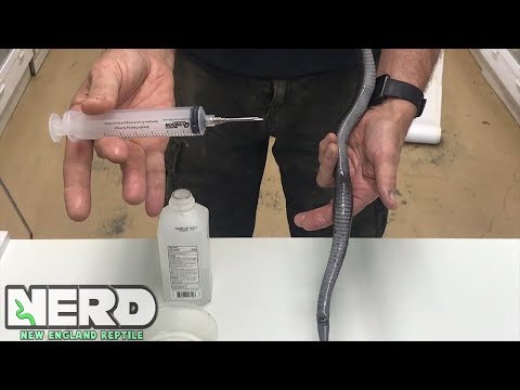 EMERGENCY! SNAKE IS EGGBOUND. EXPERTS ONLY