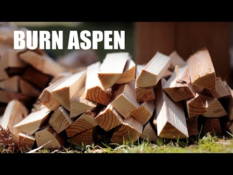 brucia il pioppo tremulo nei tuoi ultimi giri di sauna