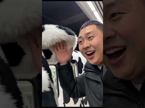 A story of cow 🐄  #Catsoftiktok#CatLovers #cat #cute #FunnyCats#catcartoon#fyp#shorts