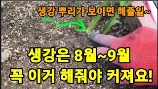 생강 커지게 하려면 8월~9월 꼭 해줘야 할일! #생강북주기 #생강재배 #생강키우기 #생강많이달리게하는법 #…