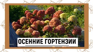 Питомник Лесково Интернет Магазин