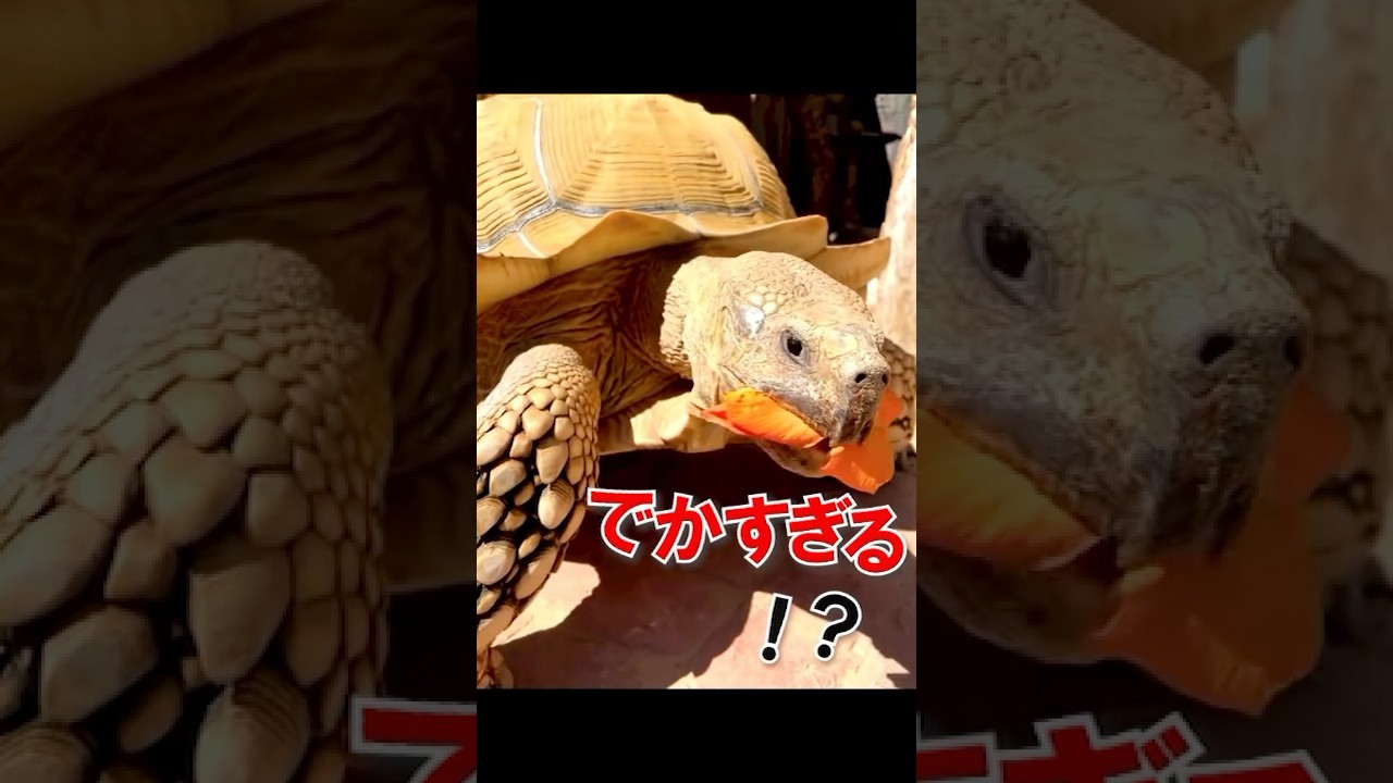 大御所現る(๏д๏) #亀 #animals #かわいい動物