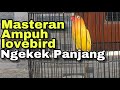 Masteran Lovebird Ngekek Panjang Jeda Rapat